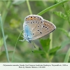 polyommatus amandus daghestan female 1